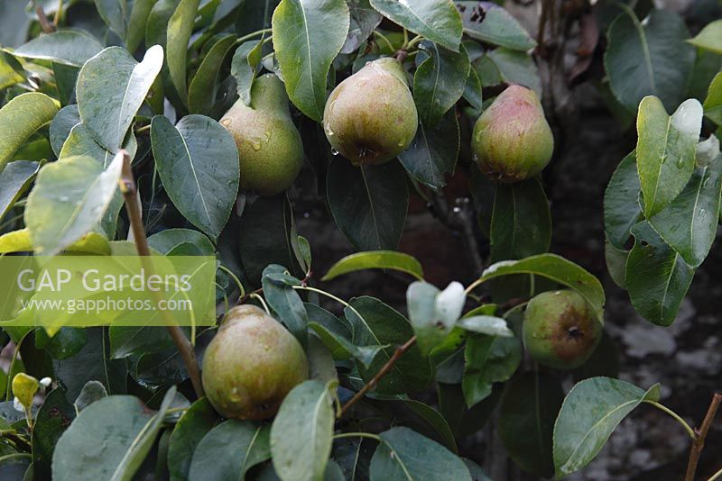Pyrus communis - Pear 'Doyenne du Comice', ripening fruit