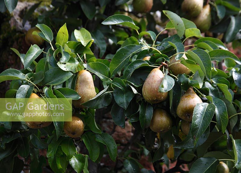 Pyrus communis - Pear 'Satisfaction' ripening on tree