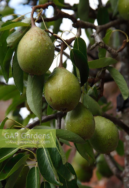 Pyrus communis - Pear 'Laxtons Satisfaction',  ripening fruit