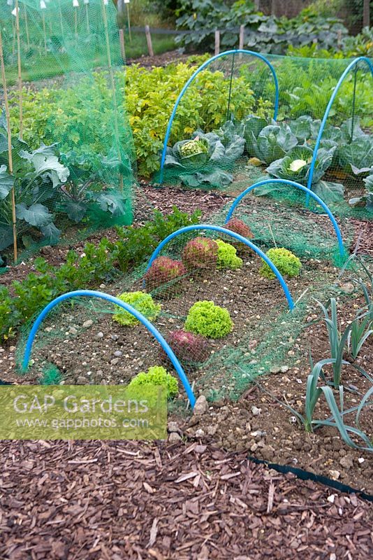 Piping used to support cloche netting. Protecting mixed Lettuces