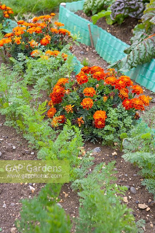 Tagetes - Marigolds planted next to Daucus - Carrots growing in rows, to deter pests