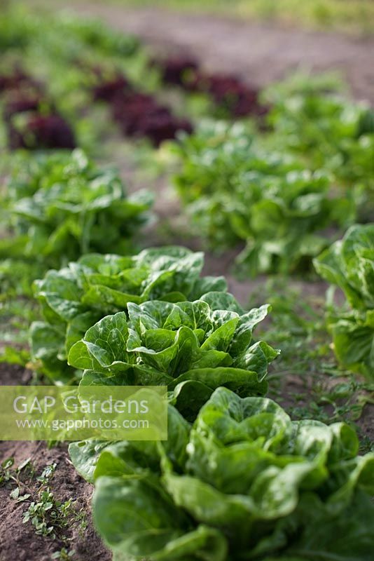 Lactuca - Lettuces growing in rows in vegetable garden, organically grown