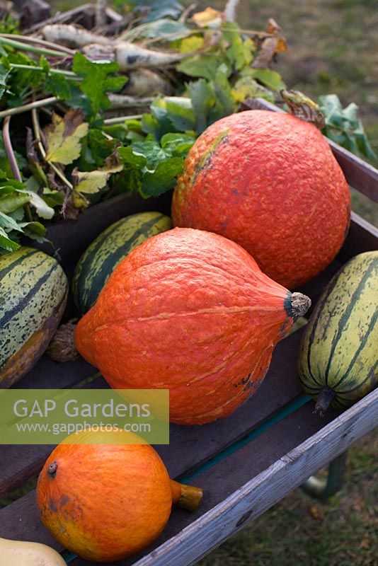 Squash 'Golden Hubbard', 'Stripetti' and other harvested vegetables on wooden carriage, organically grown