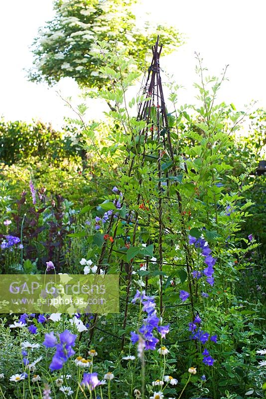Phaseolus coccineus - Runner Beans climbing on metal wigwam in vegetable garden surrounded by Campanula persicifolia, herbs and vegetables