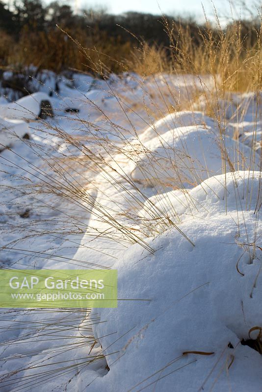 Path leading through garden with perennial border and decorative grass covered in snow    