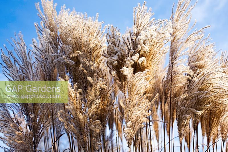 Miscanthus sinensis with snow