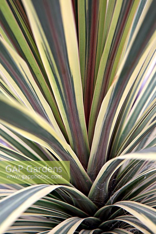 Cordyline 'Torbay Dazzler' - Cabbage Palm