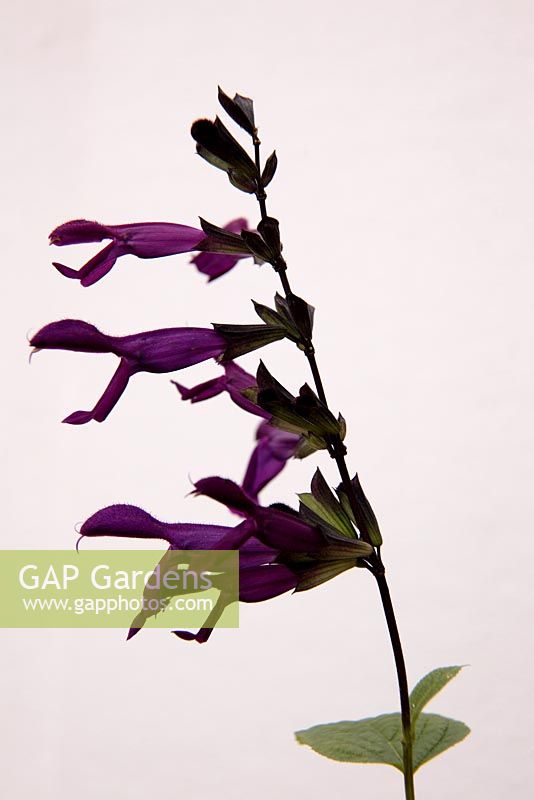 Salvia 'Purple Majesty'