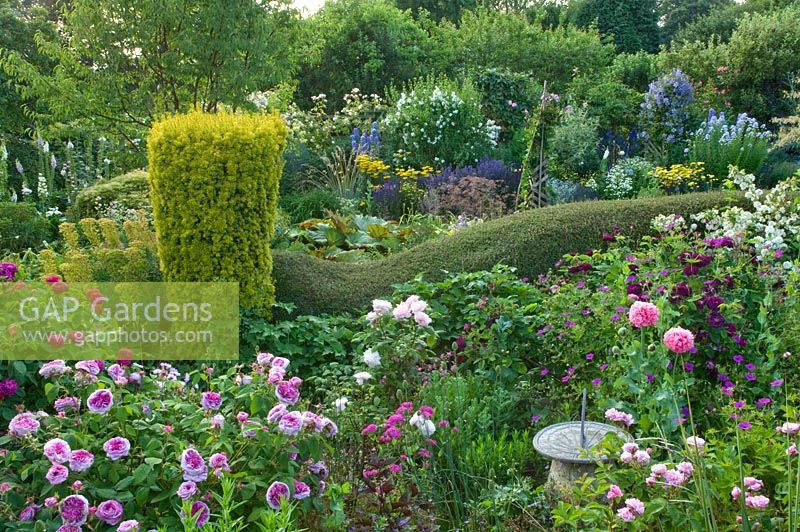 Traditional English cottage garden with pink Rosa, Geranium and Papaver somniferum - Poppy growing around sundial. Taxus baccata 'Aurea' behind. Carol and Malcolm Skinner, Eastgrove Cottage, Worcs, UK
 