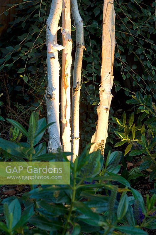 Betula - Birch trunks lit up with garden lighting, September. Muswell Hill, London