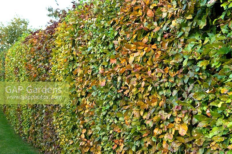 Fagus - Beech hedge. Mr and Mrs MacLennan, Byndes Cottage, Pebmarsh, Essex. October