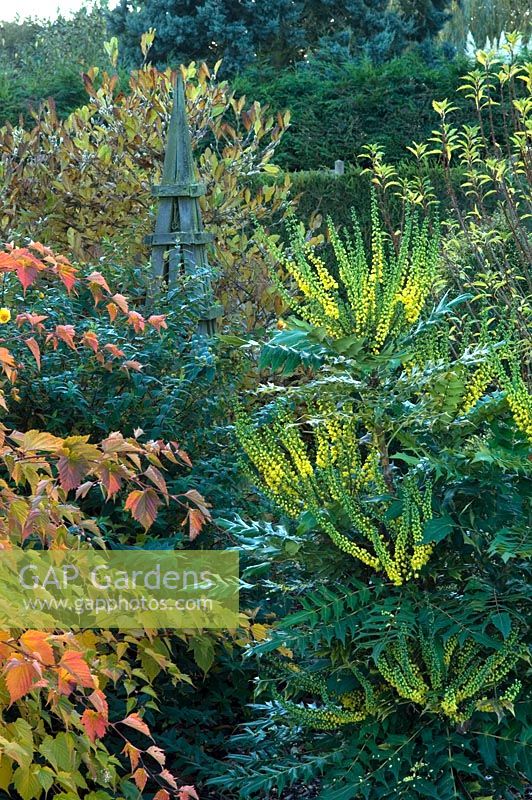 Autumn border with Stephanandra tanakae, Mahonia 'Lionel Fortescue', Hypericum and Magnolia. Obelisk focal point. Mr and Mrs MacLennan, Byndes Cottage, Pebmarsh, Essex