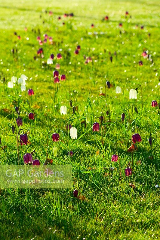 Spring meadow with Fritillaria meleagris - Snakes Head Fritillary naturalised in grass, Byndes Cottage, Suffolk, April
 