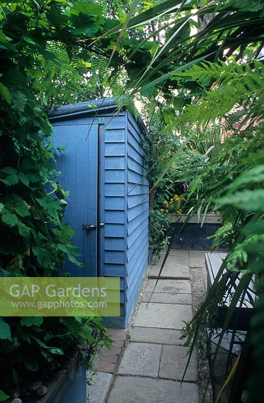 Small town courtyard garden with tropical planting and blue shed. Alistair Davidson, Worcester, UK. 