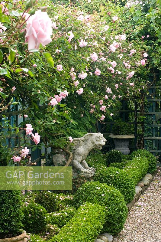 Rosa climbing on trellis in long narrow small formal garden with gravel path and Buxus topiary. Owner and designer Georgie Roberts, The Old School House, Great Bentley, Essex, UK