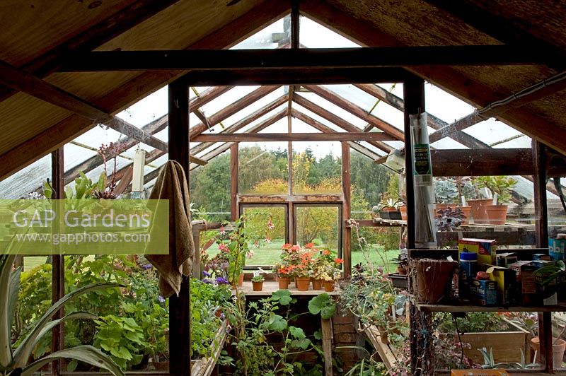 Autumn greenhouse interior. Carol and Malcolm Skinner, Eastgrove Cottage, Worcs. October 