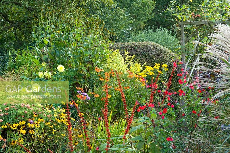 October border with Salvia microphylla, Miscanthus, Helenium, Achillea, Dahlia, Rudbeckia and Agastache. Carol and Malcolm Skinner, Eastgrove Cottage, Worcs UK