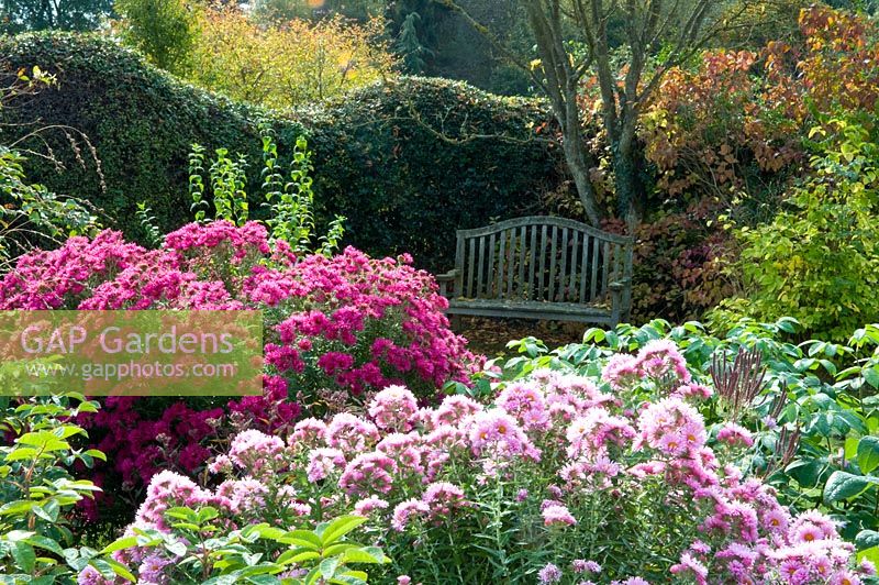 Autumn garden with pink Chrsanthemum and wooden bench next to wavy hedge. Carol and Malcolm Skinner, Eastgrove Cottage, Worcs UK