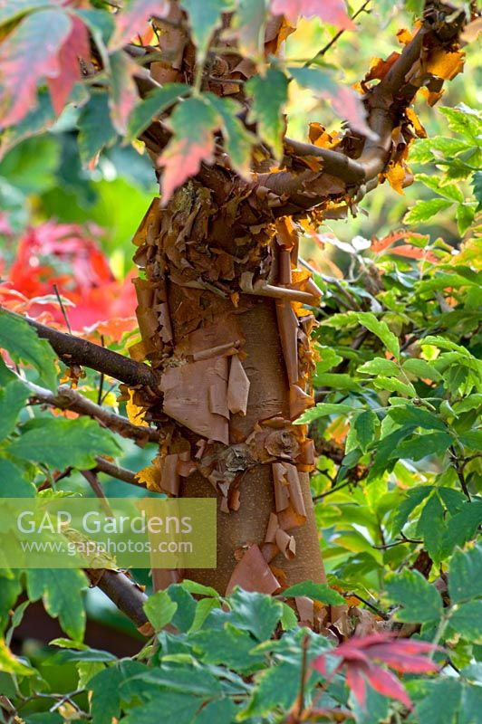 Acer griseum -  Paper Bark Maple in October