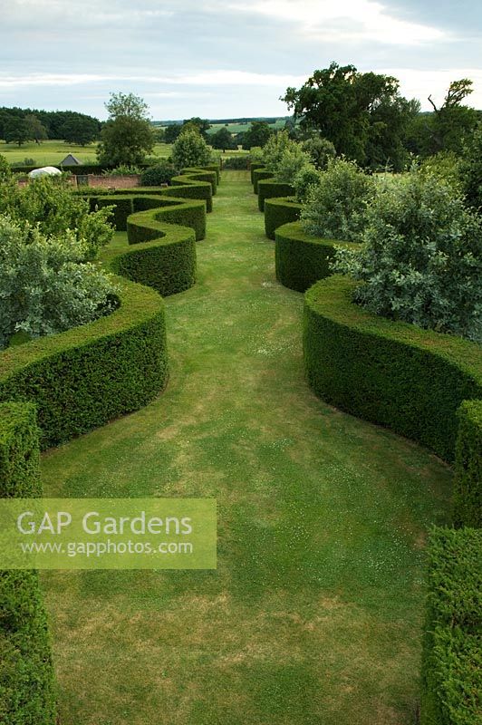 Elevated view of wide grass path bordered by wavy Taxus - Yew hedging. Robinson garden, Ousden House, Suffolk