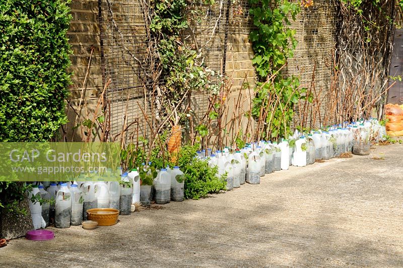 Recycled milk containers, each planted with a fruit cutting, lined up against a wall in a driveway - Highbury, London
