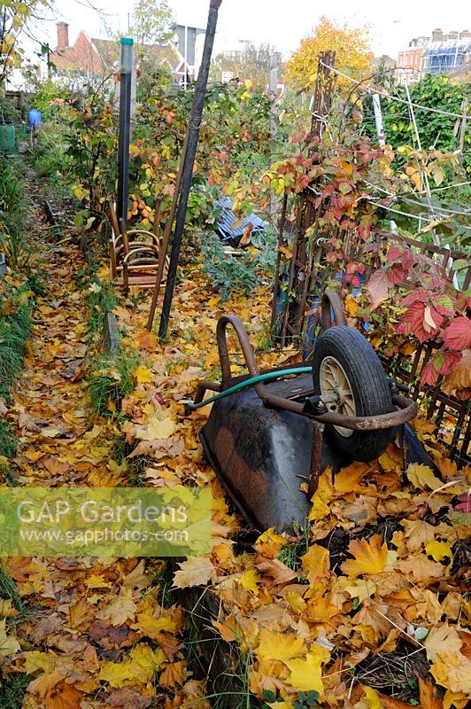 Path covered in autumn leaves on an allotment with upturned wheelbarrow in foreground - Arvon Road Allotments, Highbury, London 