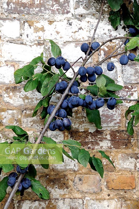 Prunus domestica - Damsons growing against an old brick wall