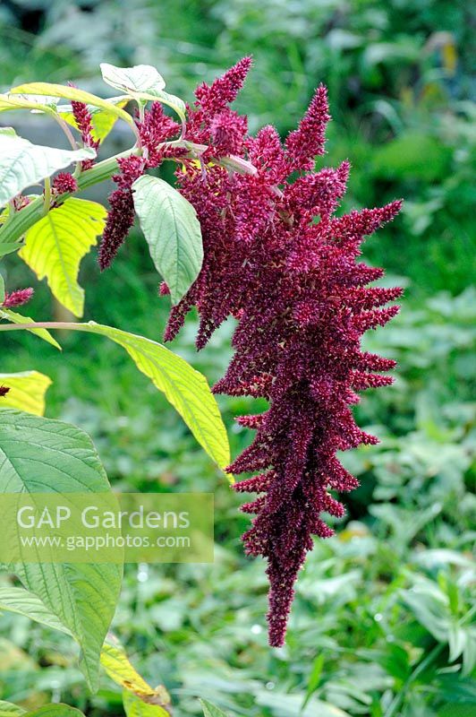 The flower of the Callaloo, sometimes called Vegetable Amaranth, from the Caribbean