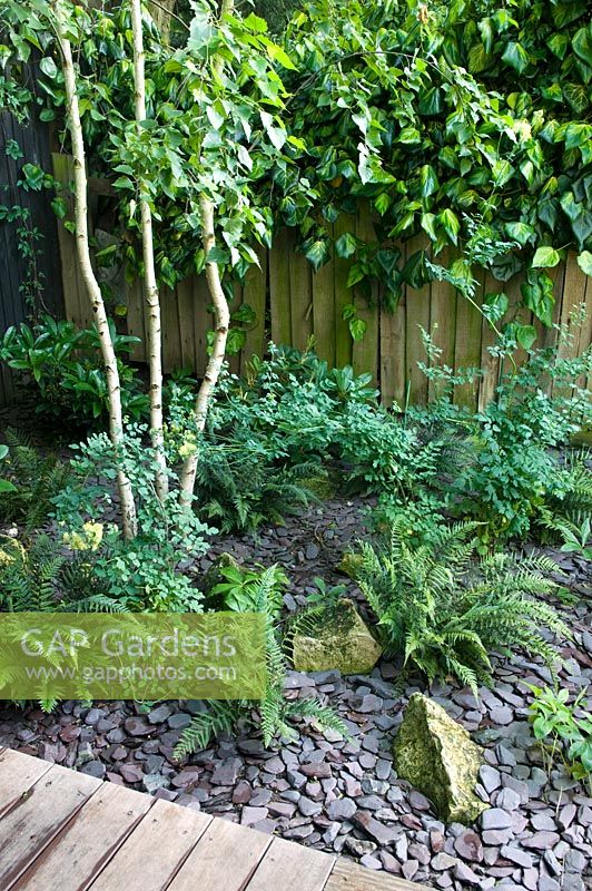Small urban garden with wooden fence, Betula, fern and slate mulch chippings - Highgate, London