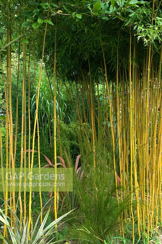 Bamboo used as natural screen in exotic garden
