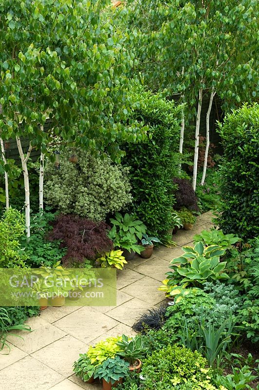 Small urban garden with paved path and border of Pittosporum, Hosta, Acer and bamboo - NGS garden, Foster Road, Peterborough, Cambridgeshire 
 

