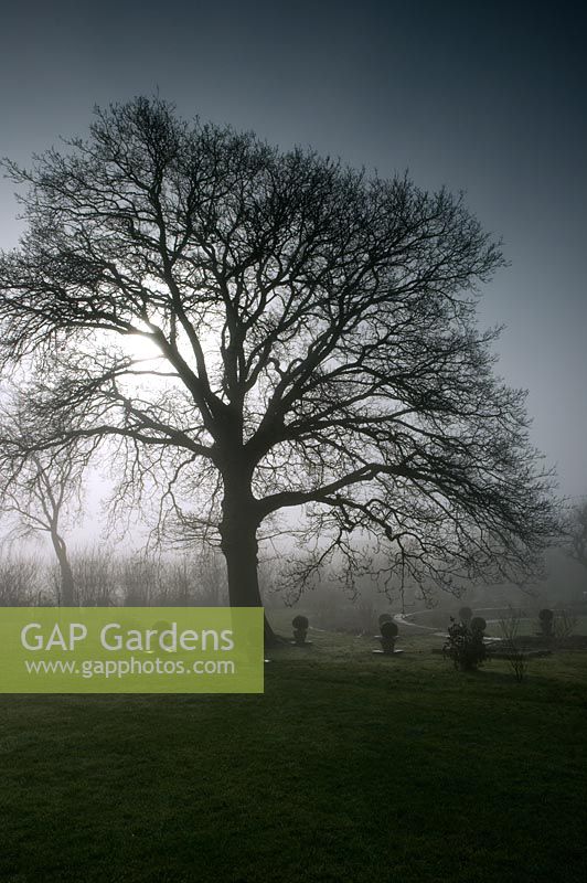 Oak tree - Rolls Farm, Helions Bumpstead, Essex