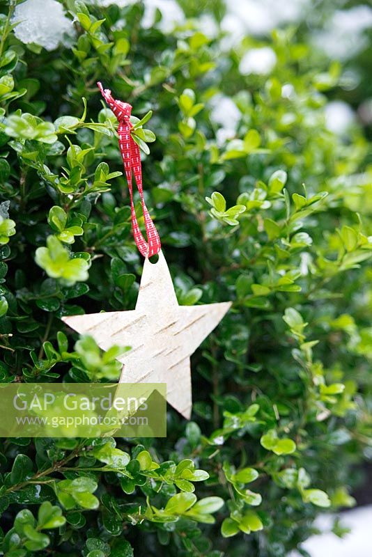 Making Christmas decorations from birch bark - Finished star decoration hanging in tree
