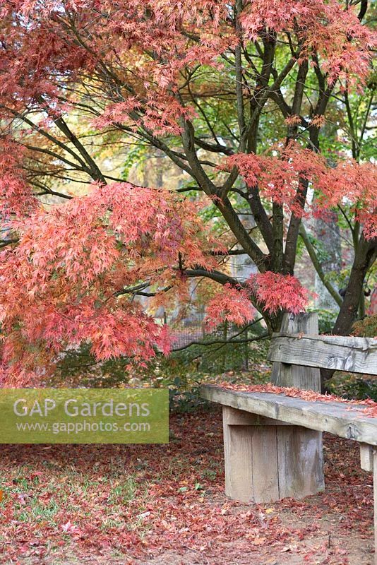 Acer palmatum 'Seiryu' with Autumn leaves falling on wooden bench