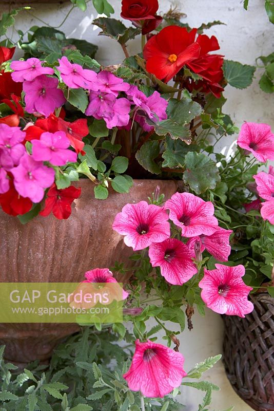Wall mounted terracotta planter with Surfinias and Petunias, Begonias and Busy Lizzies