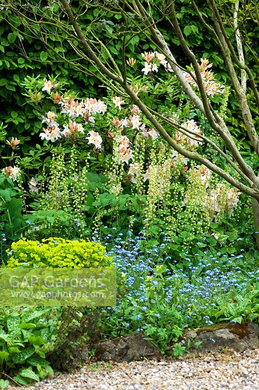 Mixed border of Euphorbia, Myosotis, Rhododendron and Tiarella - The White House, Keyworth, Nottinghamshire