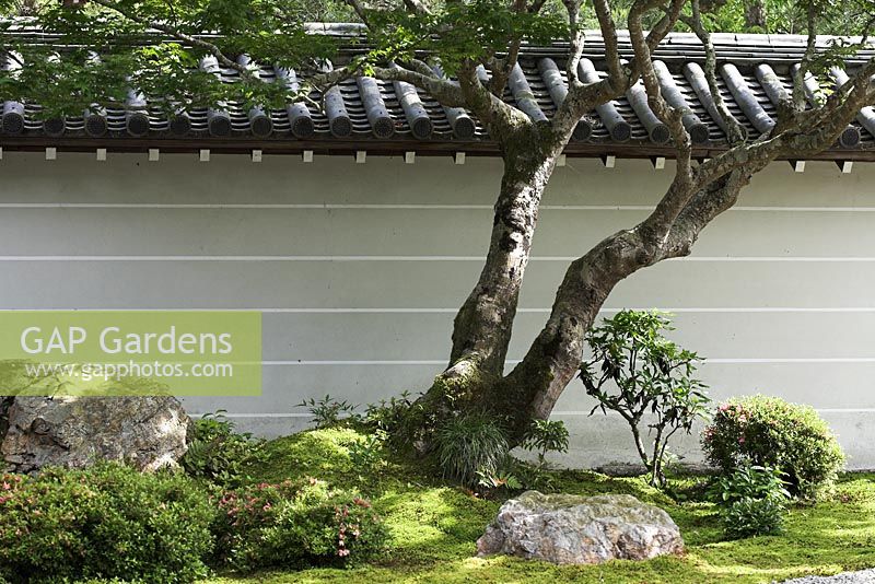 Boulders, moss and trees against a white wall in the Leaping Tiger Garden, designed by Kobori Enshu - Nanzen-ji, Kyoto, Japan