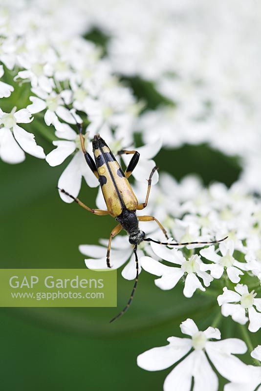 Strangalia maculata - Spotted longhorn beetle on umbellifer 