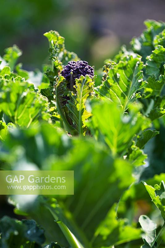 Brassica oleracea var. italica 'Purple Sprouting' - Purple Sprouting Broccoli 