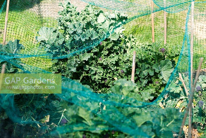 Nets used to protect broccoli plants againsts pests are not installed correctly, leaving large gaps for predators to get in