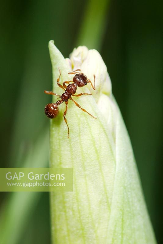 Myrmica rubra - European fire ant or common red ant, eating wild garlic flower bud
