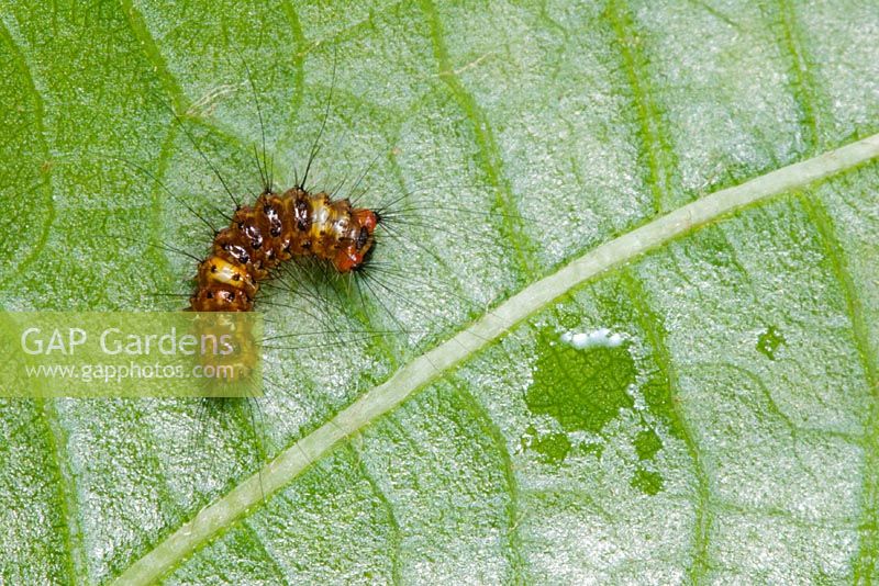 Orgyia antiqua - Vapourer moth larva on leaf