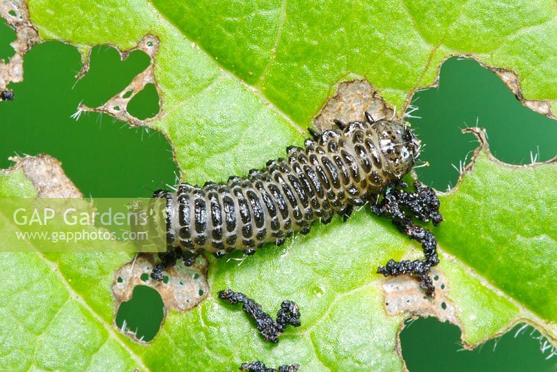 Pyrrhalta viburni - Viburnum beetle larva 