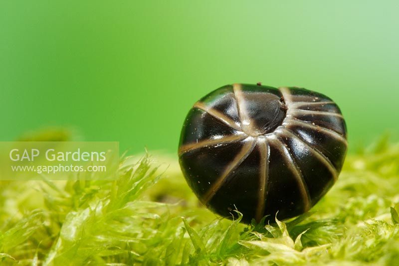 Glomeris marginata - Pill Millipede curled up for protection. Sussex, UK