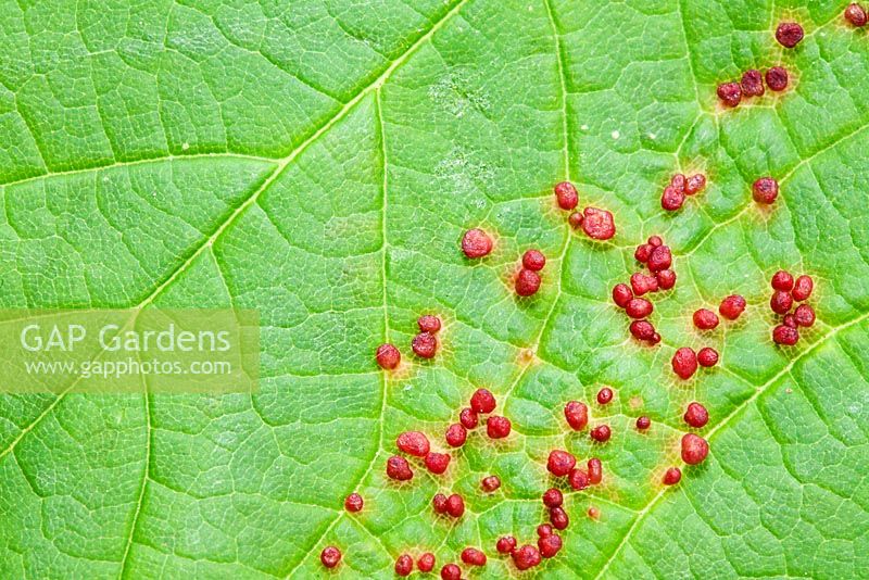 Sycamore Leaf Gall - Probably Aceria cephalonea, on Acer -Sycamore