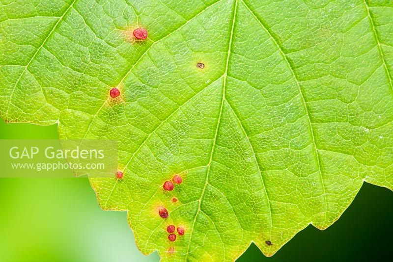 Sycamore Leaf Gall - Probably Aceria cephalonea, on Acer -Sycamore
