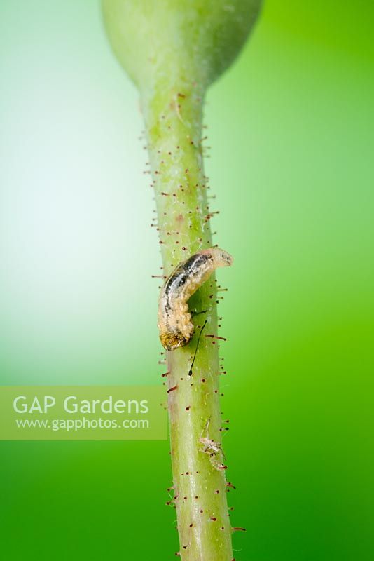 Syrphus sp - Hover Fly Larva. Feeds on aphids