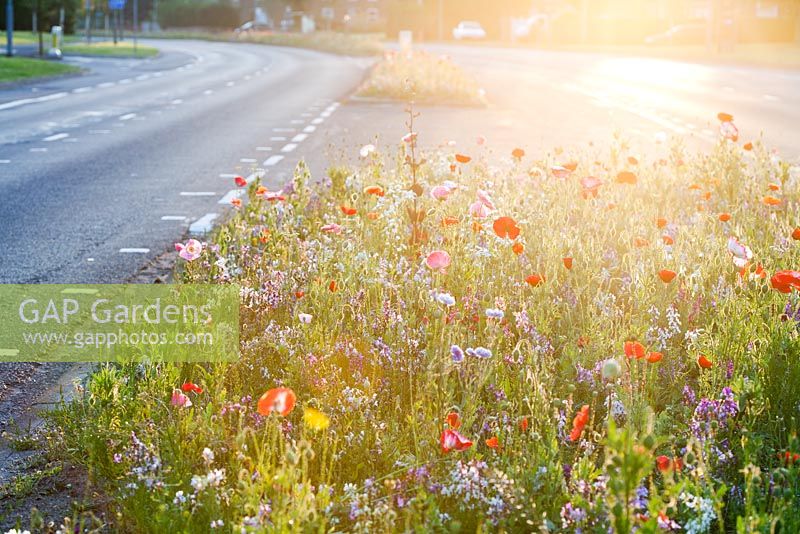 Wildflowers planted in central reservation in Brighton, Sussex, UK
