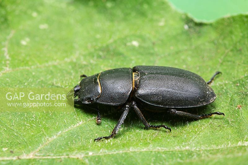 Dorcus parallelopipedus - Lesser Stag Beetle, Sussex, UK