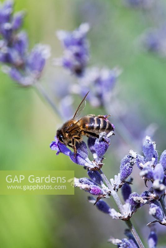Apis mellifera - Honeybee on Lavender